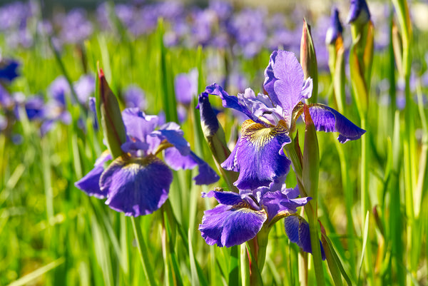 Iris