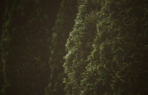 Cedar
