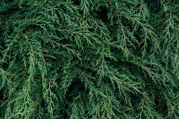 Cedar