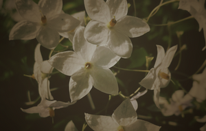 Jasmine